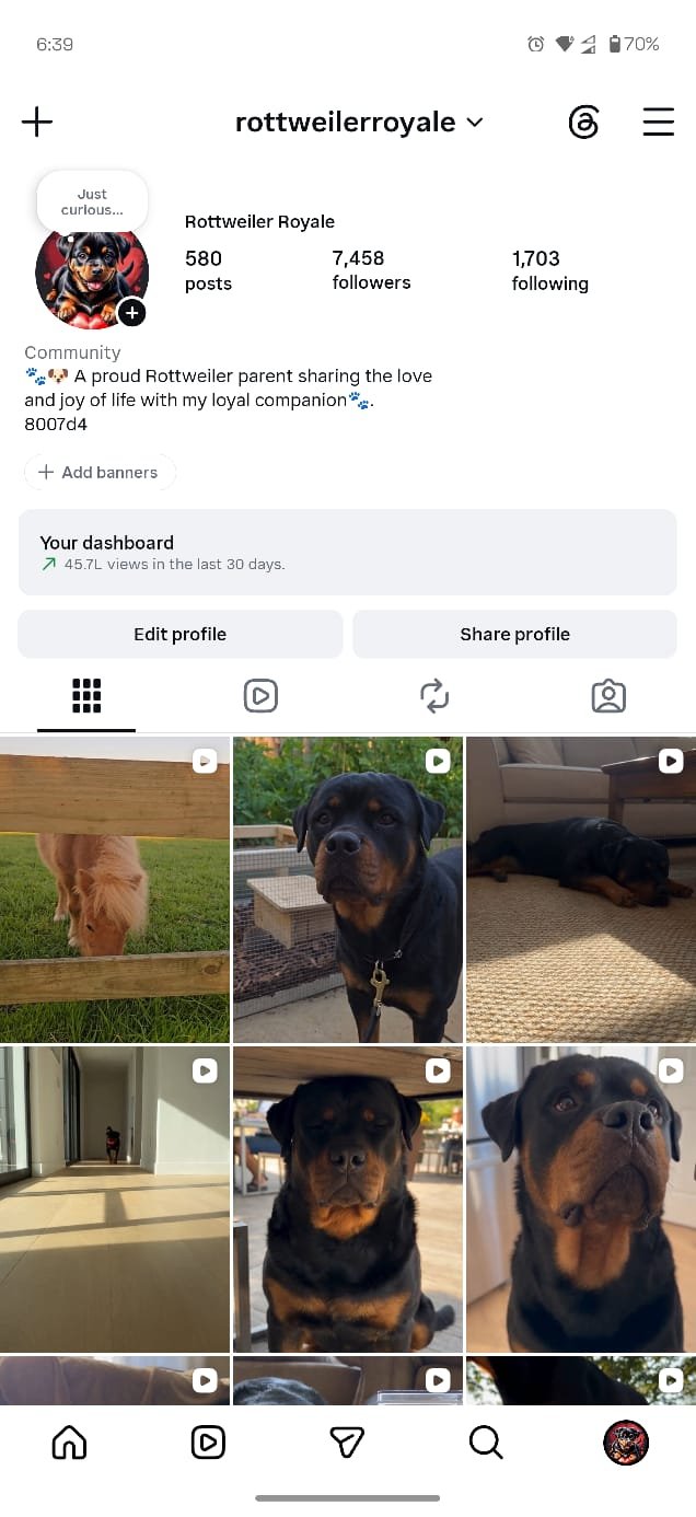 Dog Lovers Instagram Account – 7.45K Followers, USA